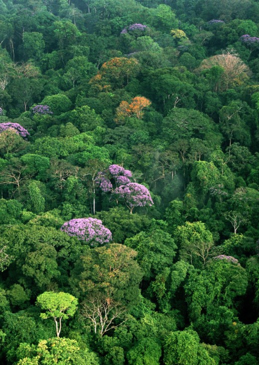 Tropical forest canopy (Photo by Christian Ziegler)