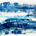mycorrhizal fungi