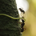 Ants of the species "Ectatomma ruidum" on a tree on Barro Colorado Island in the Panama Canal. (Photo by Selina A. Ruzi)