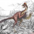 An illustration of Anzu wyliei shows several striking anatomical features of the large, feathered dinosaur, including its long tail, feathered arms, toothless beak and a tall crest on the top of its skull. The new species was identified by a team of Smithsonian scientists in collaboration with the Carnegie Museum of Natural History and University of Utah from three partial skeletons collected from the Hell Creek Formation, providing detailed evidence of North American oviraptorosaurs for the first time. (Illustration by Mark Klingler, Carnegie Museum of Natural History)