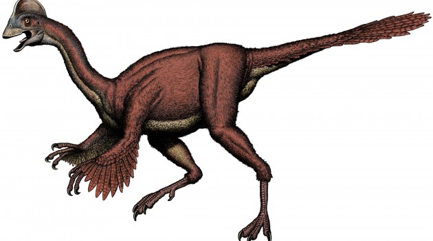An illustration of Anzu wyliei shows its long, slender ostrich-like neck and hind legs; unlike an ostrich, A. wyliei also had forelimbs that were tipped with large, sharp claws. The new species was identified by a team of Smithsonian scientists in collaboration with the Carnegie Museum of Natural History and University of Utah from three partial skeletons collected from the Hell Creek Formation, providing detailed evidence of North American oviraptorosaurs for the first time. (Illustration courtesy Bob Walters)