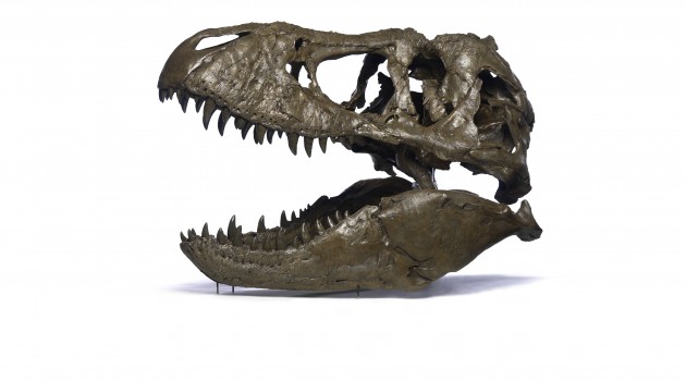 Tyrannosaurus rex Osborn (Cast) Known as the “Wankel T. rex,” the rare fossil was found in 1988 by Kathy Wankel, a rancher from Angela, Mont., on federal land near the Fort Peck Reservoir in eastern Montana.