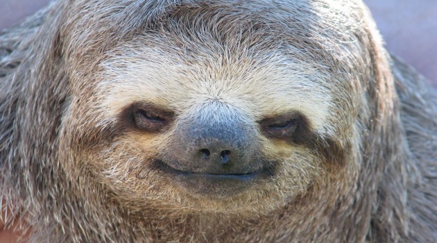 Discover sloths in a whole new way!