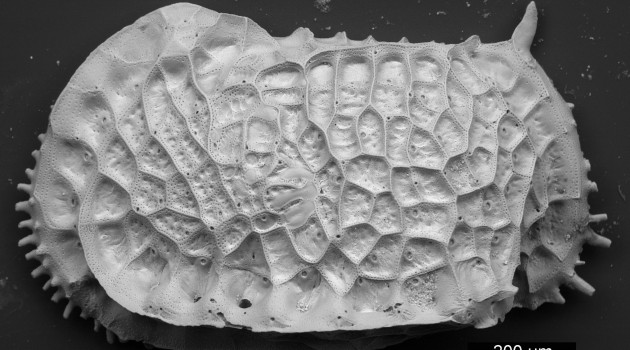 Scanning Electron Microscopy image of deep-sea Ostracoda (Crustacea). Ostracode is one of microfossil (microscopic size fossil) groups, has excellent fossil records, and so used for estimating past biodiversity changes in the present study. (Image courtesy of Moriaki Yasuhara, The University of Hong Kong)