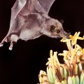 Mexican long-tonuged bat, agave, MERLIN TUTTLE