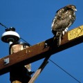 A rough-legged hawk uses a power line pole to survey the landscape for food at the Bosque del Apache National Wildlife Refuge in New Mexico. (By , John and Karen Hollingsworth, USFWS)