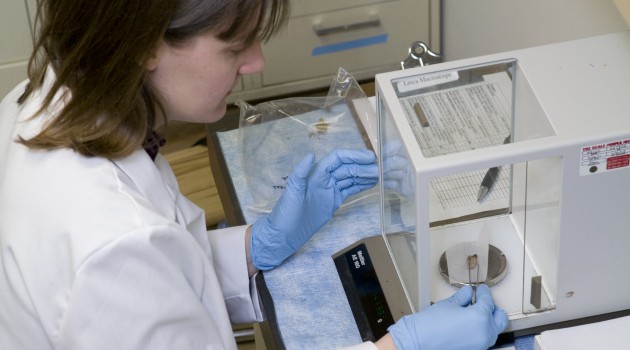 Christine France preparing a mammoth bone sample for analyses in a paleontological study. (Photo by Melvin Wachowiak, Jr.)
