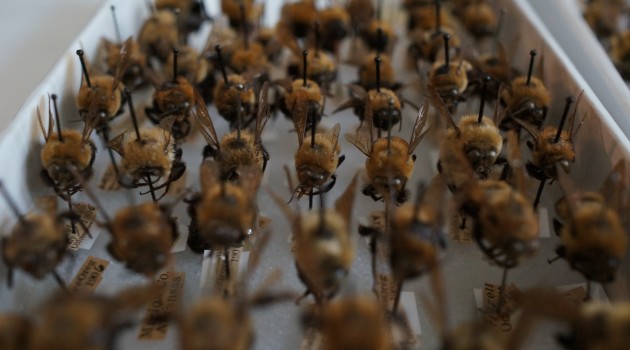 A tray of bumble bees from the National Museum of Natural History’s bee collection awaits digitization. The museum is digitizing all 45,000 specimens in its collection and using virtual volunteers to help transcribe important data found on each specimen’s tag. This data will help scientists studying declining bee populations in North America