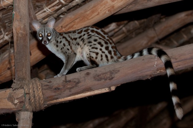 A female common genet, Satao Camp, Tsavo East (Photo by: Frédéric Salein)