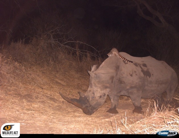 A genet riding a rhino. (Photo: WildlifeAct)