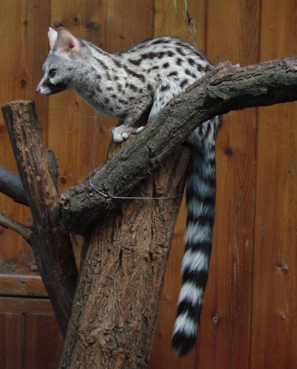 Common genet (Genetta genetta) at Wrocław zoo. (Photo by: Guérin Nicolas) 