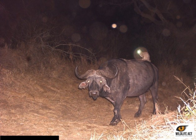 A genet riding a buffalo. (Photo: WildlifeAct) 