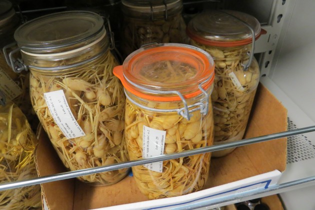 Squat lobster specimens in the wet collections of the Department of Invertebrate Zoology, National Museum of Natural History. The collection is housed at the  Smithsonian's Museum Support Center in Suitland, Md. (John Barrat photo)