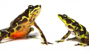 Limosa harlequin frogs (Photo by Brian Gratwicke)