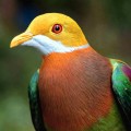 Ornate Fruit-Dove (Photo: Bruce Beehler)