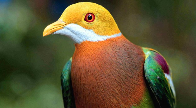 Ornate Fruit-Dove (Photo: Bruce Beehler)