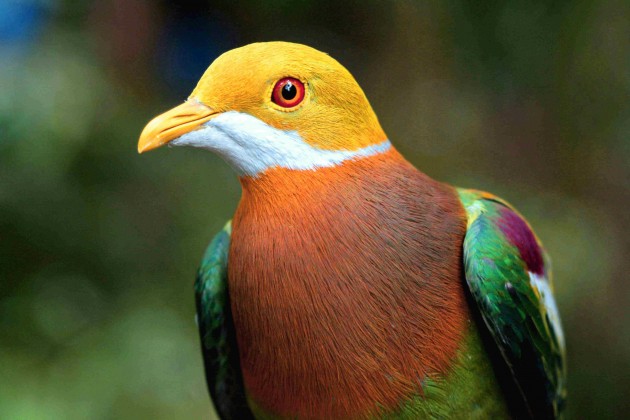 Ornate Fruit-Dove (Photo: Bruce Beehler)