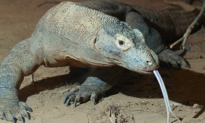 Reptile rejuvenation at National Zoo