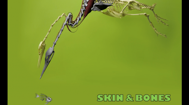 Museum specimens come to life in new “Skin and Bones” mobile app