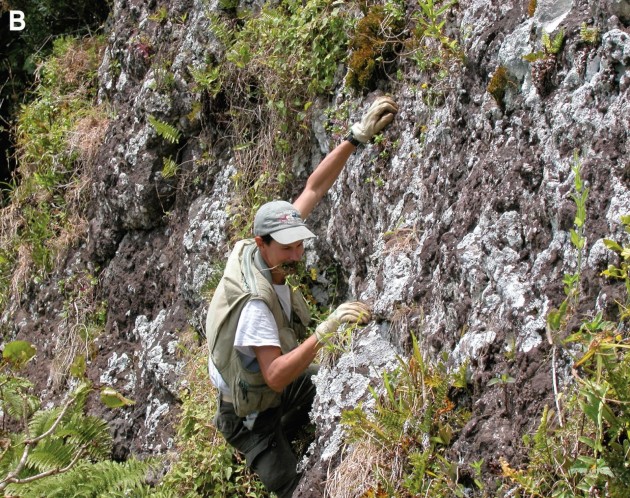 Conservation biologist Jean-Yves Meyer climbing a volcanic cliff on the with a specimen of "Bidens meyeri" in his teeth. This plant is known from only a few specimens found on this cliff on the South Pacific island of Rapa. The plant was named in Meyer's honor.