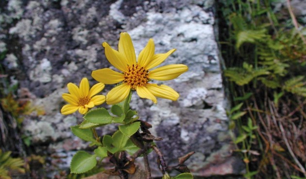 A close up of the newly discovered flowering plant: "Bidens meyeri."