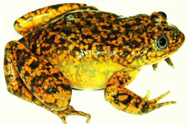 "Telmatobius ventriflavum," a new water frog from the Pacific slopes of the Andes in central Peru.