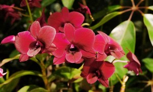 The orchid "Dendrobium Regina Beauty" (Photo by Johnny Gibbons)