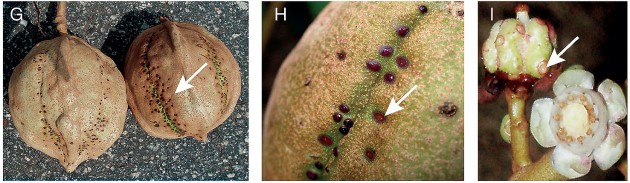 Arrows indicate nectaries located on the mature (G&H) and immature (I) fruits of three different species of Carapa trees. Left and center: "C. procera" C.DC from Ghana and Mali, and right, "C. zemagoana" Kenfack from Cameroon. 