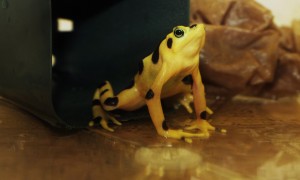 One of the Panamanian Golden Frogs involved in the study. (Photo by Brian Gratwicke)
