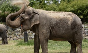Asian elephant journey: Calgary to National Zoo