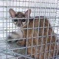 ringtail3