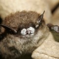 white-nose syndrome, little brown bat