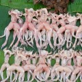 frog legs at market