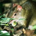 agouti1