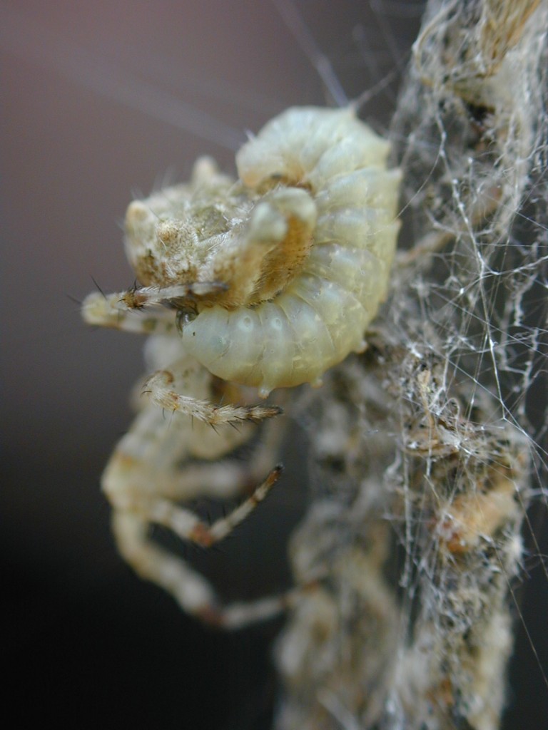 A wasp larvae grows fat on the juices it sucks from its spider host.