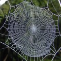 Photo right: A normal web of the orb weaving spider A. bifurca.