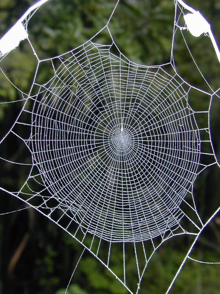 Photo right: A normal web of the orb weaving spider A. bifurca.