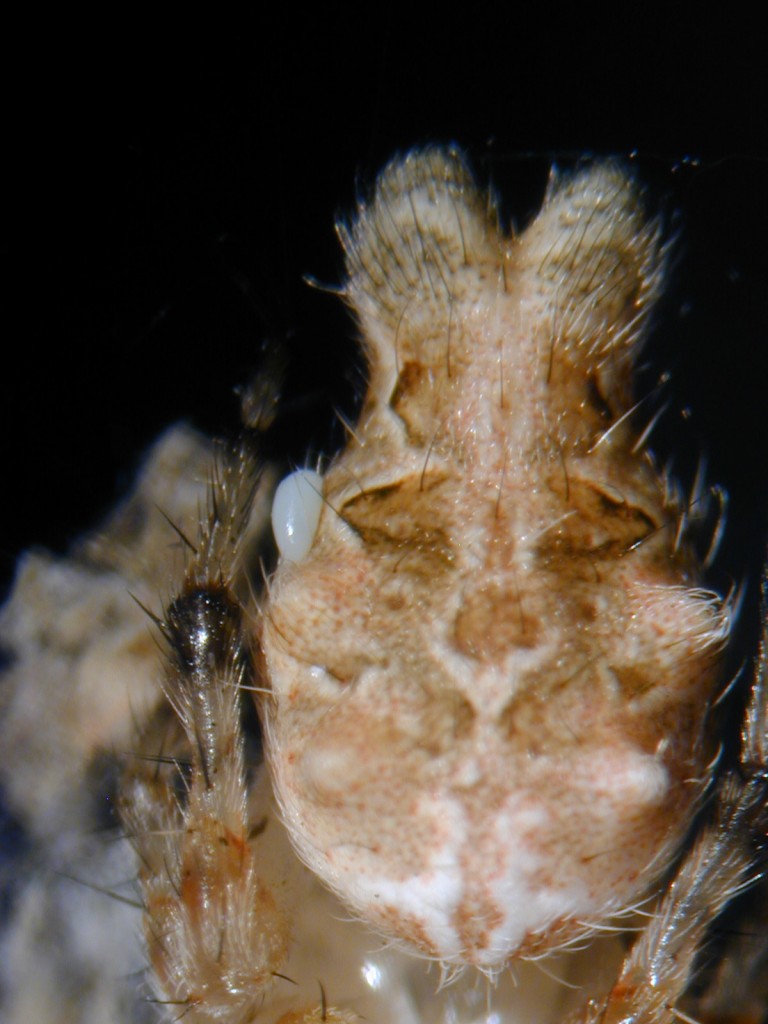 Photo left: A wasp egg on the abdomen of an orb weaving spider.