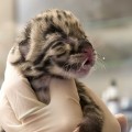 Clouded Leopard