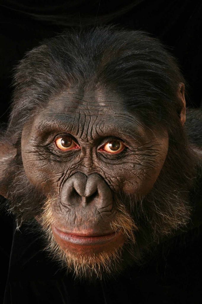 A bust of Australopithecus afarensis by John Gurche.