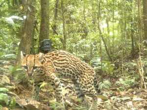 national-zoo-ocelot-survey