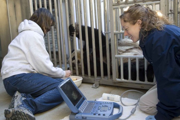Panda ultrasound Panda ultrasound