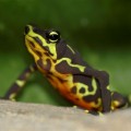 atelopus limosus, Smithsonian Tropical Research Institute