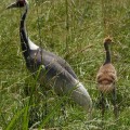 White-naped crane at the Smithsonian's National Zoological Park