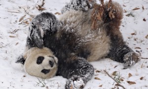 Bao Bao’s First Snow Day