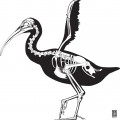 Skeletal reconstruction of Xenicibis xympithecus based on USNM 460349 and fossils from the Red Hills Fissure cave deposits, Saint Andrews Parish, Jamaica. Illustration by Nicholas Longrich