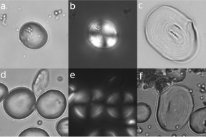PNAS-Neanderthals-Figures-dragged-1