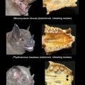 The faces and upper teeth of bats that eat insects (top), fruit (bottom) and a combination of fruit and insects (middle). (Image credit: Sharlene Santana)