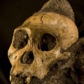 cranium au.sediba