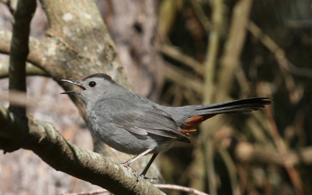 greycatbird2